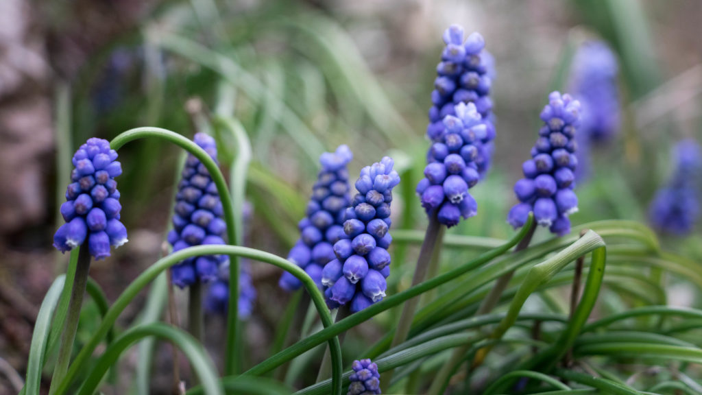 Fleur Muscari Jardin des plantes Paris